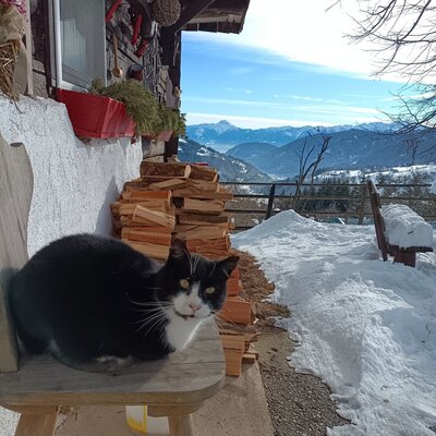 A farm cat on a wooden stool outside the Farm House, featuring a view of snowy mountains and a valley.