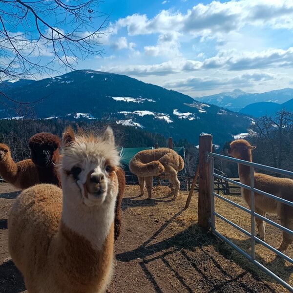 Alpacas on the Farm House property, with mountains and a clear sky in the background. Alpacas on the Farm House property, with mountains and a clear sky in the background.