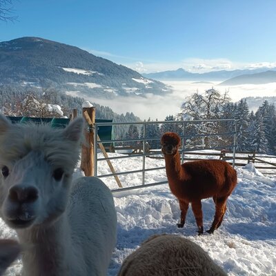 The farm's alpacas in a snowy outdoor area, offering views of the surrounding mountains and valleys.