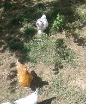 Chickens on the grassy grounds of the Farm House.