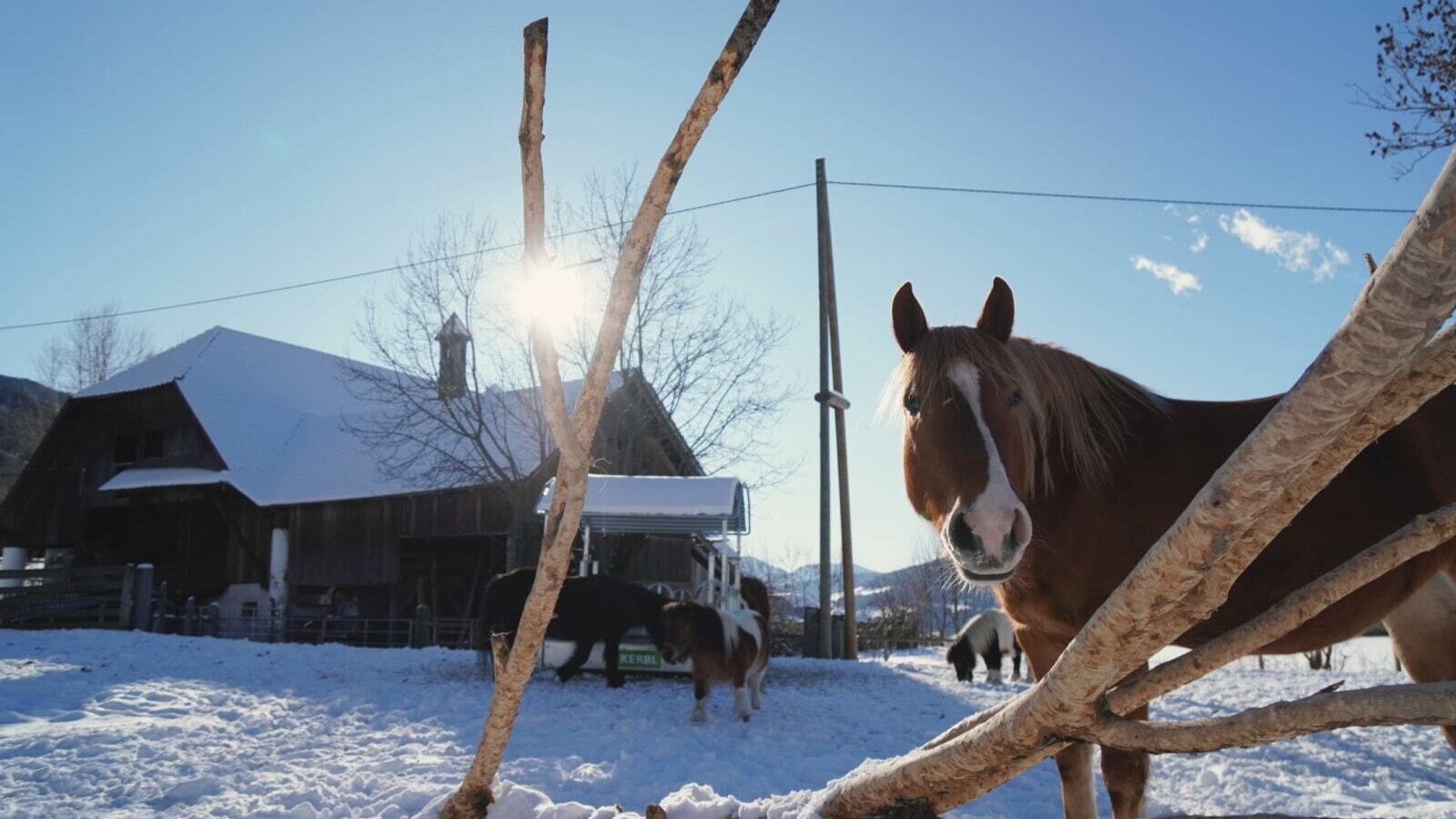 Horses and ponies in the snow in front of the farmhouse on a sunny winter day.