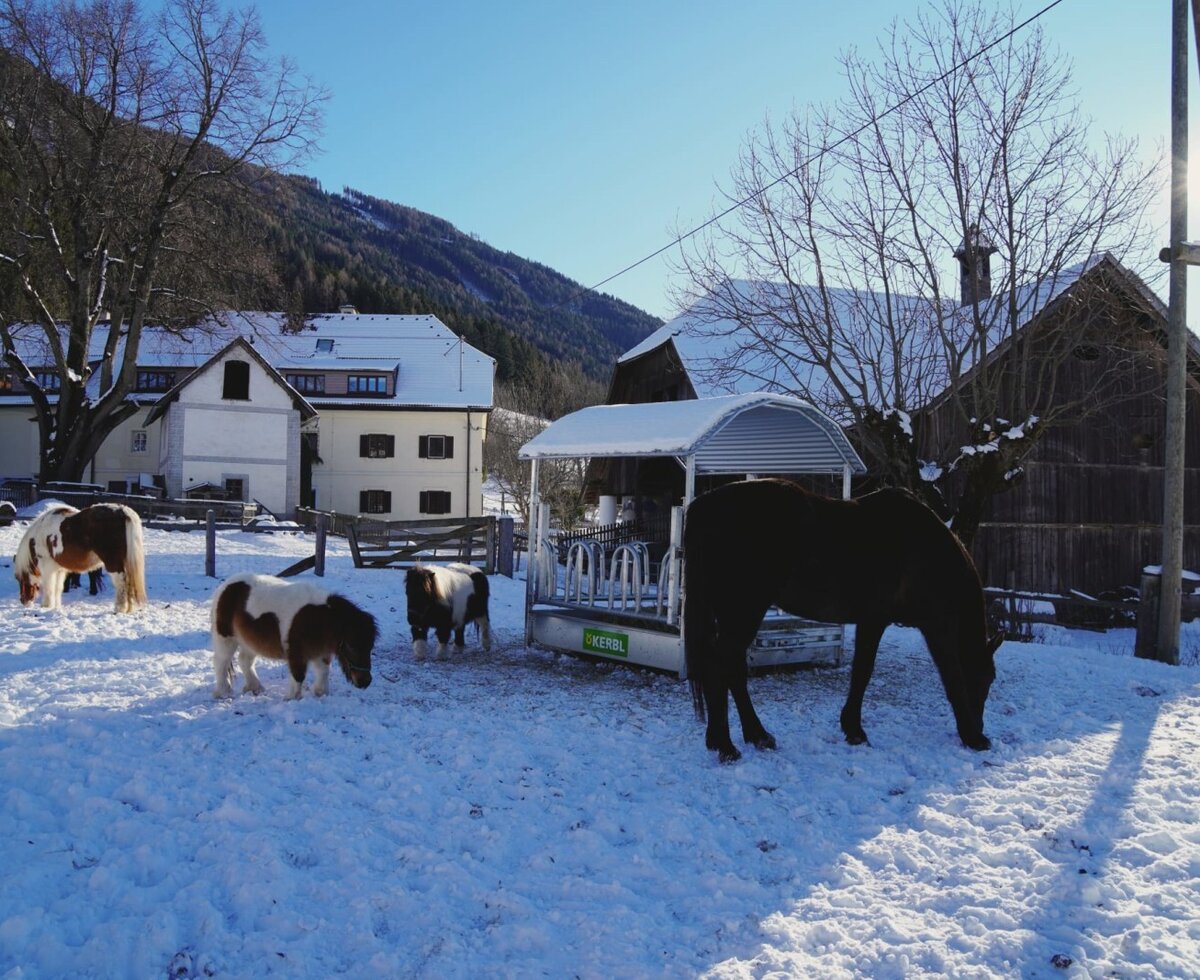 Horses and ponies grazing in the snowy yard of the Bauernhof, with the farm buildings and mountains in the background.