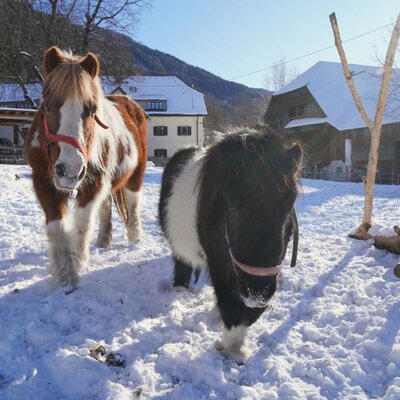 Two ponies in the snow in front of the farmhouse buildings.