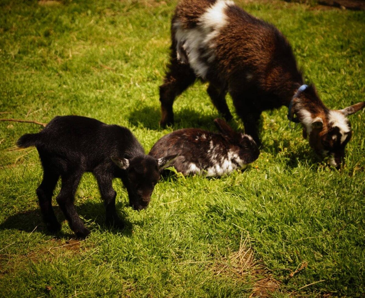 Mother Meggy with Fawn Tomy