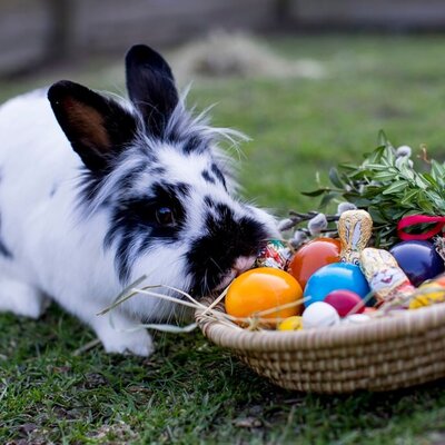 The naughty Easter Bunny
