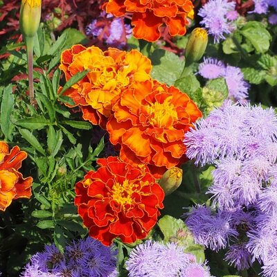 Flower bed