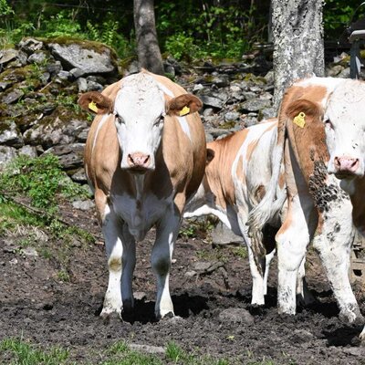 Brown and white cows on the Ferienwohnung's farm.