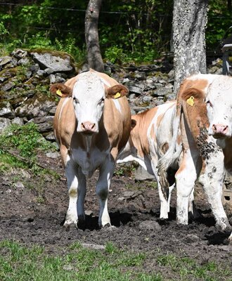 Brown and white cows on the Ferienwohnung's farm.