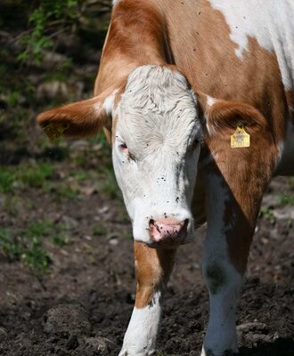 A brown and white spotted cow with an ear tag in a field near the holiday apartment.