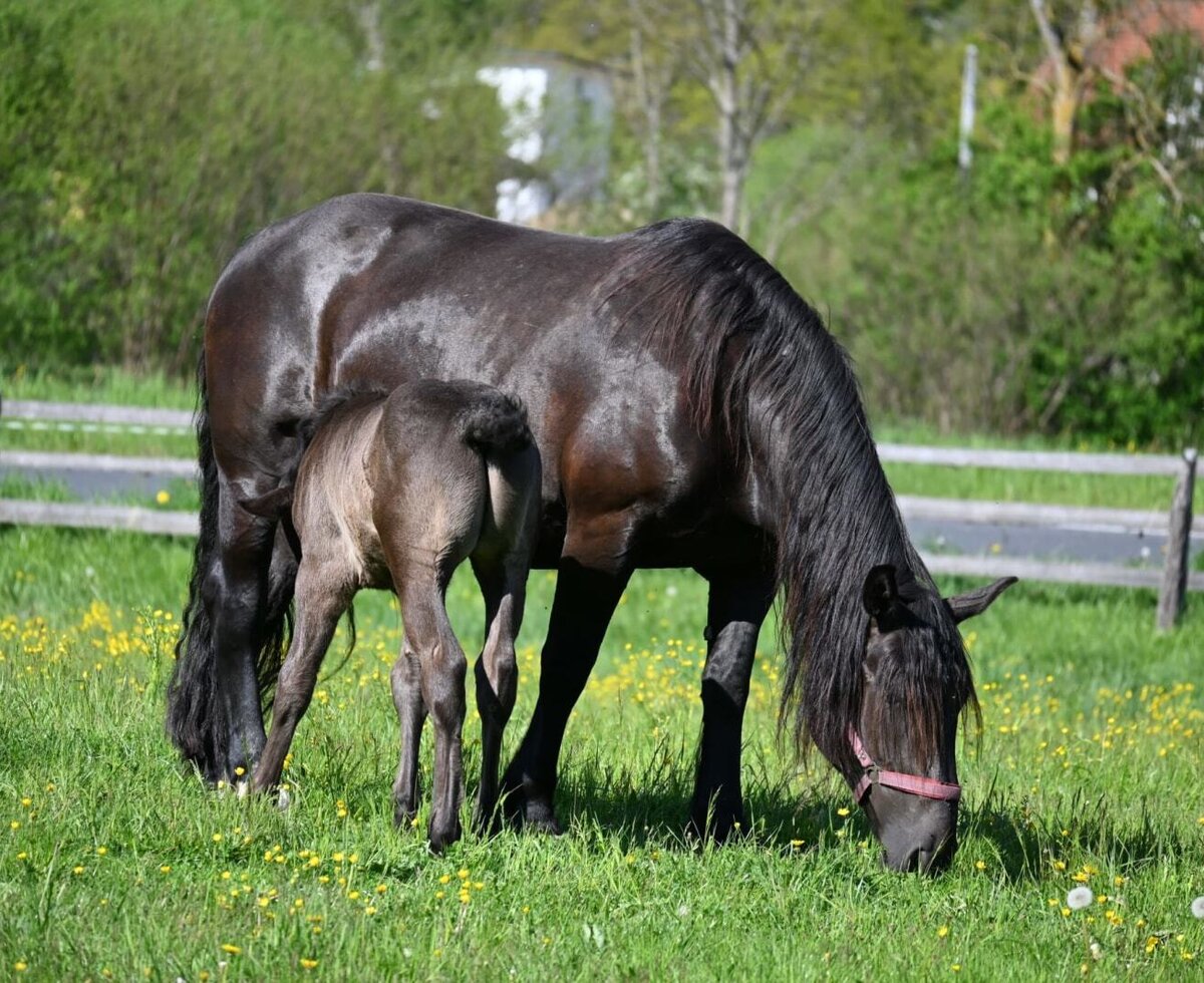 A horse and its foal grazing in the meadow.