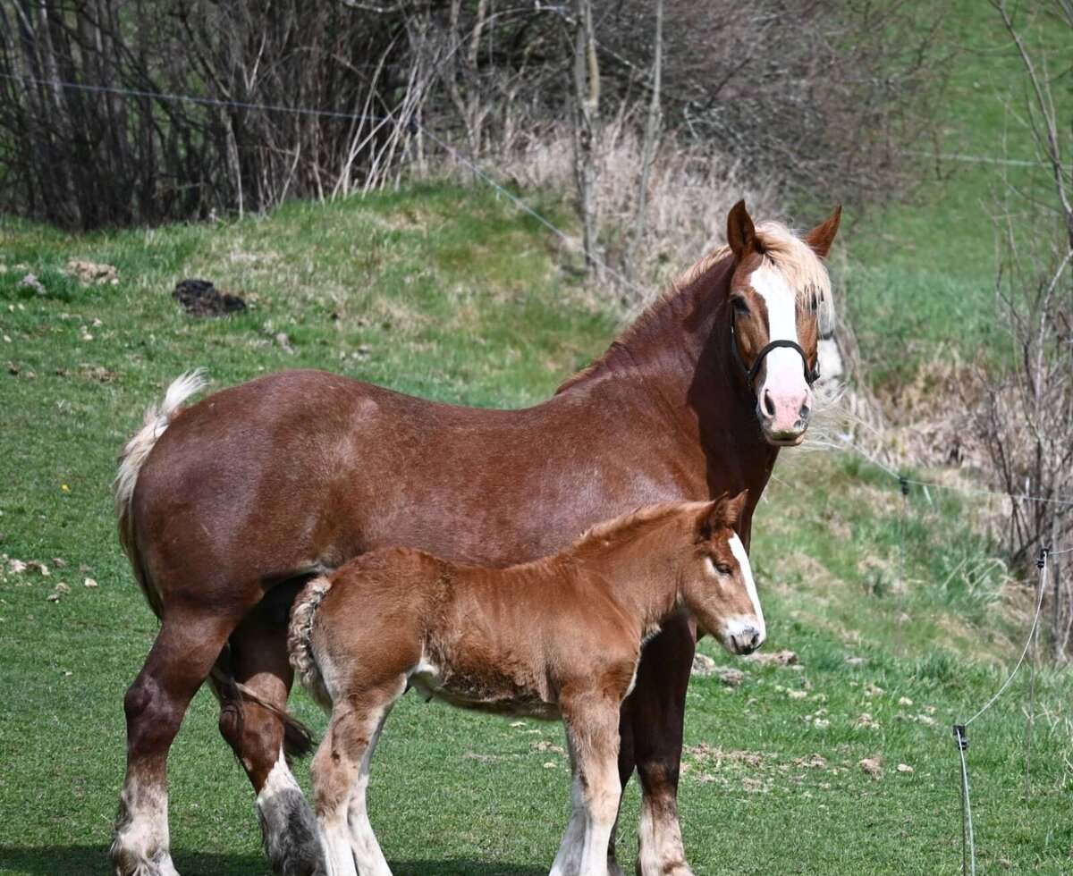 A brown horse with its foal in the meadow of the Ferienwohnung.