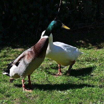 Two ducks, including a mallard, on the lawn.