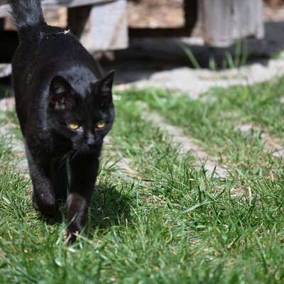 A black cat on the grounds of the farm