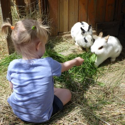 Trippolthof_Rabbit_feeding