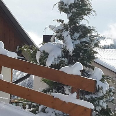 Trippolthof_Winter_Tree