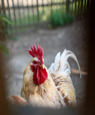A rooster with a red comb and white-brown feathers on the farmhouse.