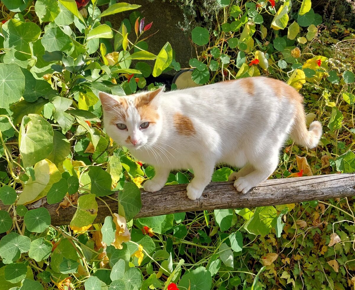 Our cat lilli