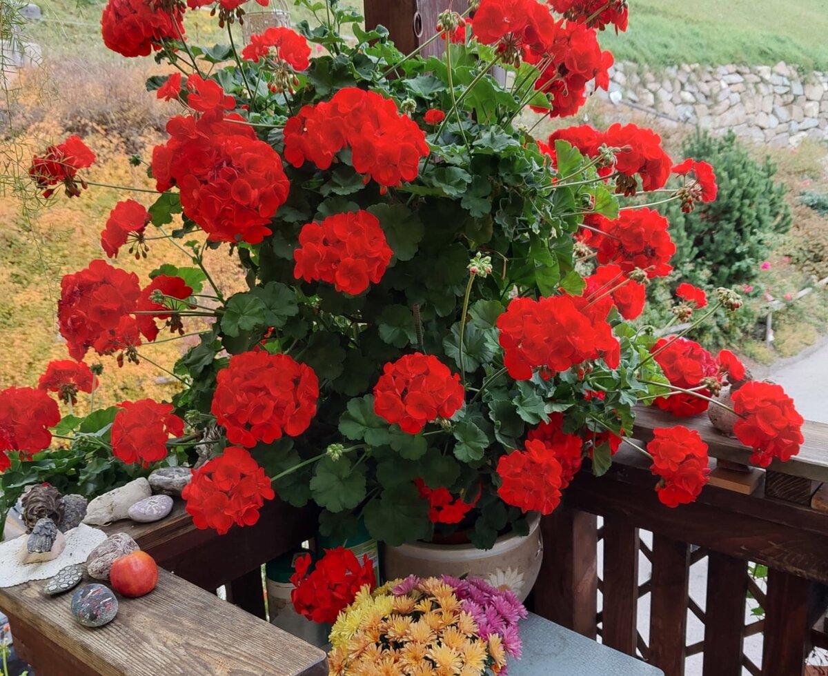 Beautiful flowers in summer!
