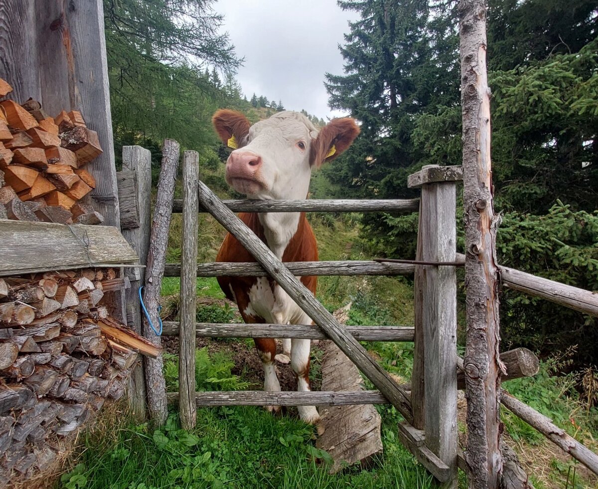 Visit at the mountains!