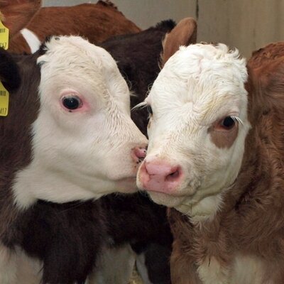 Young calves at the Farm House, offering an authentic farm experience.