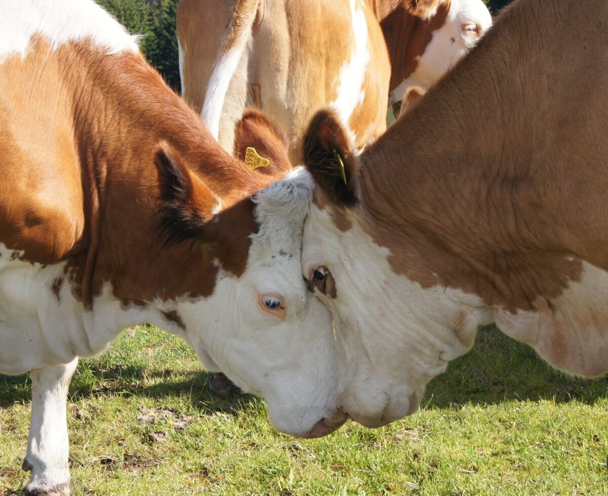 Two cows interacting in a grassy field at the Farm House.