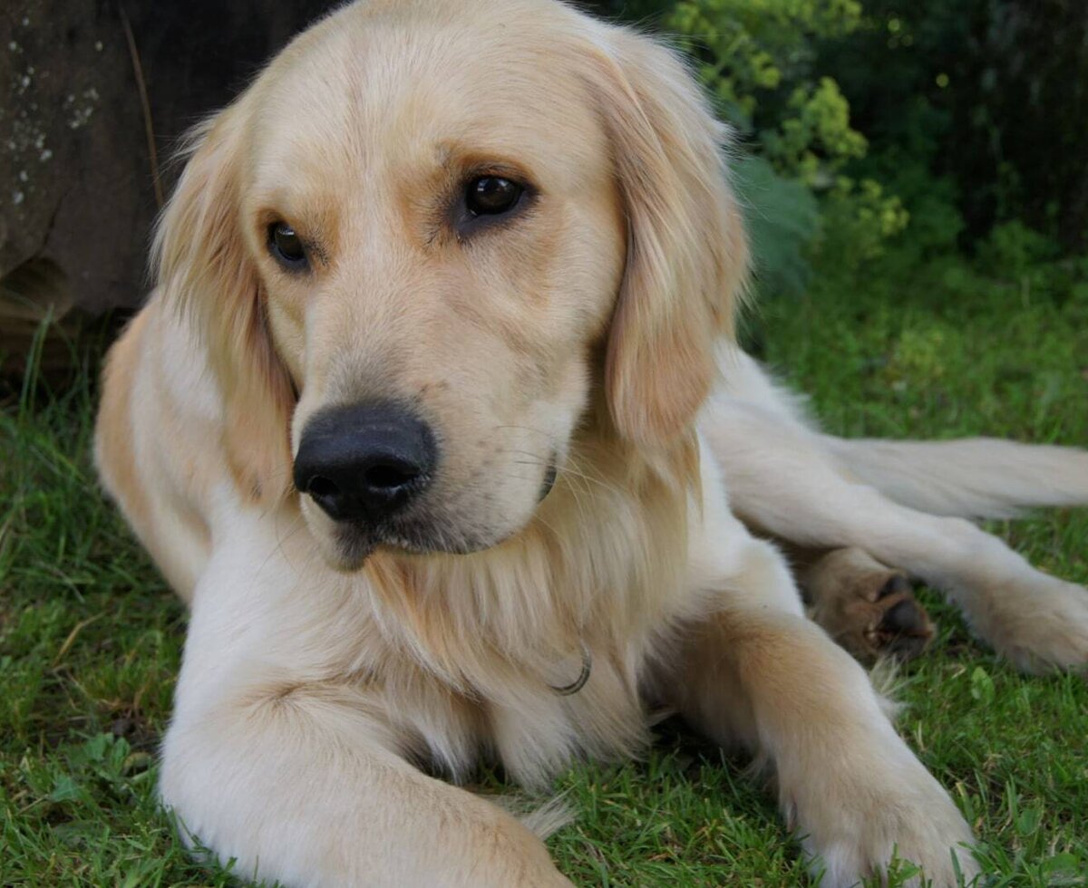 A Golden Retriever dog lies on the grass at the Farm House.