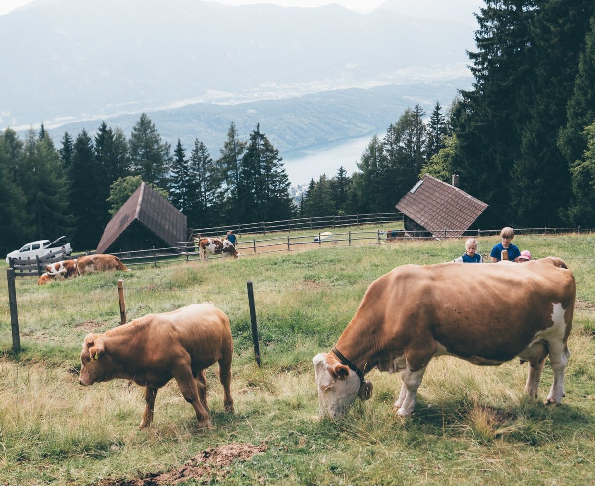 Summer freshness for cow and calf