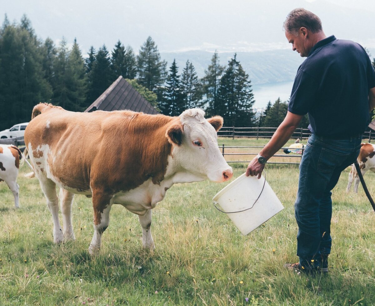 A man feeds a cow in the Alpine Hut's grassy field, with other cows and a view of the lake and mountains.