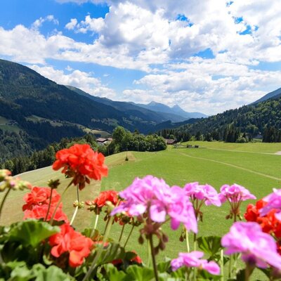 The farmhouse's scenic view of lush green meadows and the impressive Lesachtal mountains, framed by vibrant geraniums.