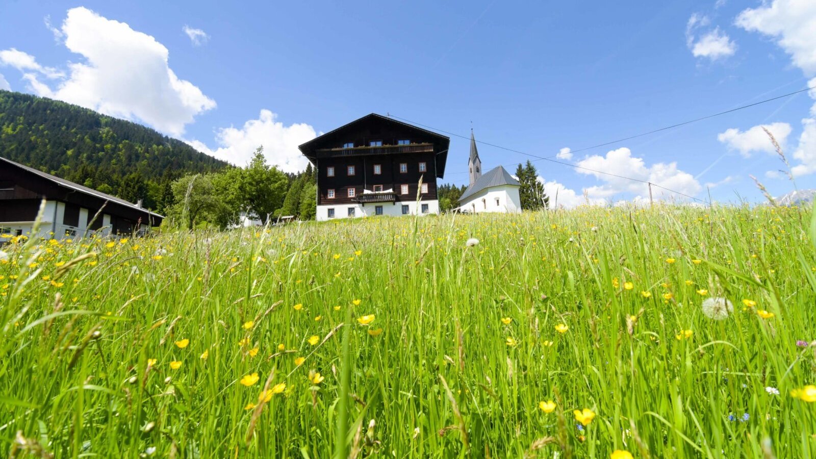 The inviting farmhouse, surrounded by a lush, blooming meadow under a bright blue sky.