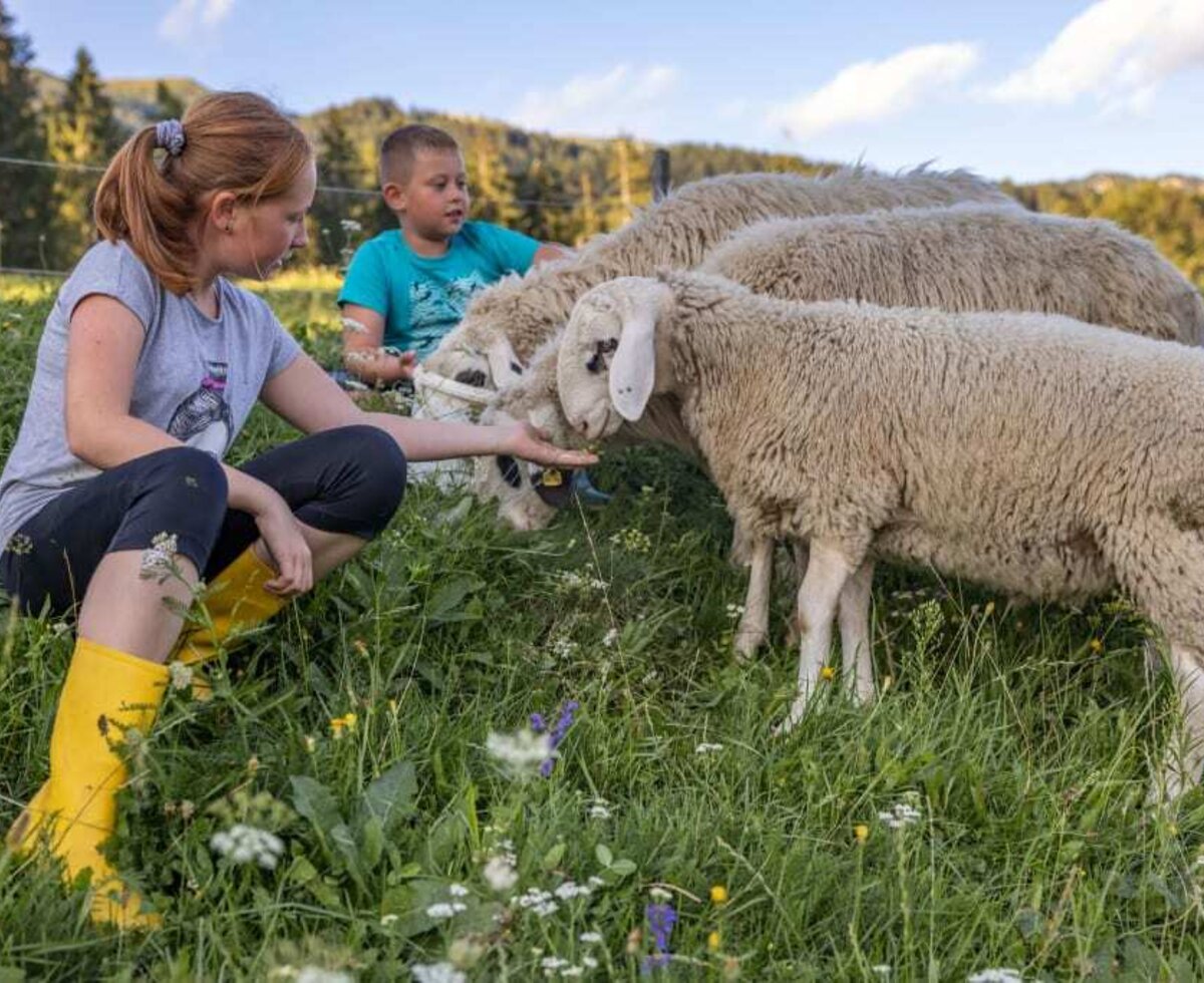 Children feeding sheep in the pasture, highlighting farm activities for guests at the Farm House.