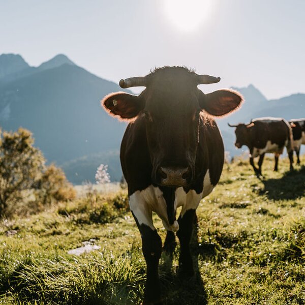 Cows on the farmhouse's mountain pasture with mountain views.