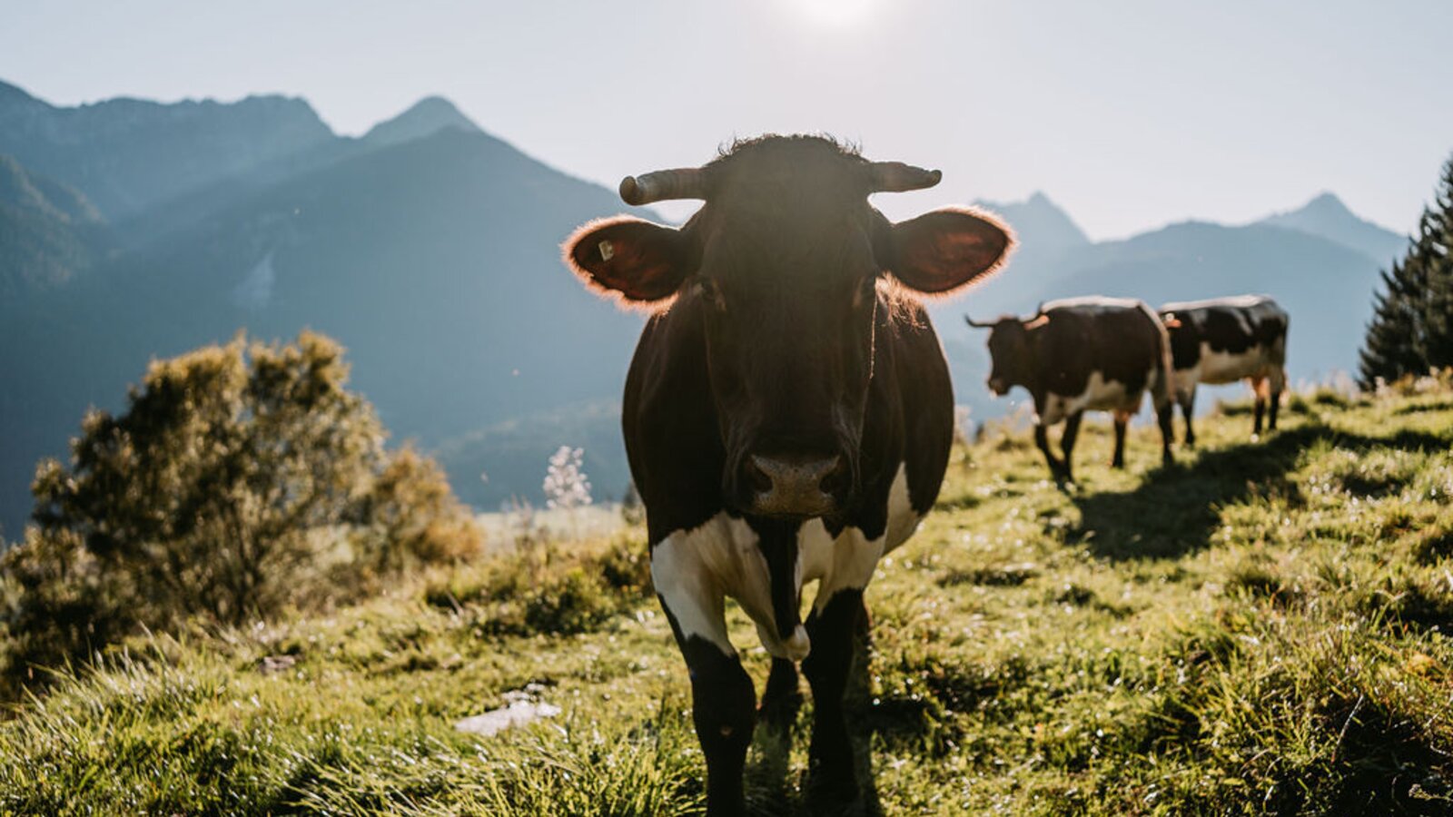 Cows on the farmhouse's mountain pasture with mountain views.