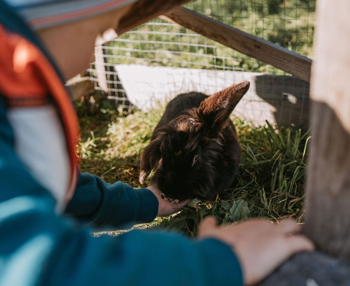 A child feeding a rabbit in the farmhouse's enclosure.
