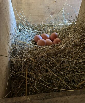 Fresh eggs for everyone to take