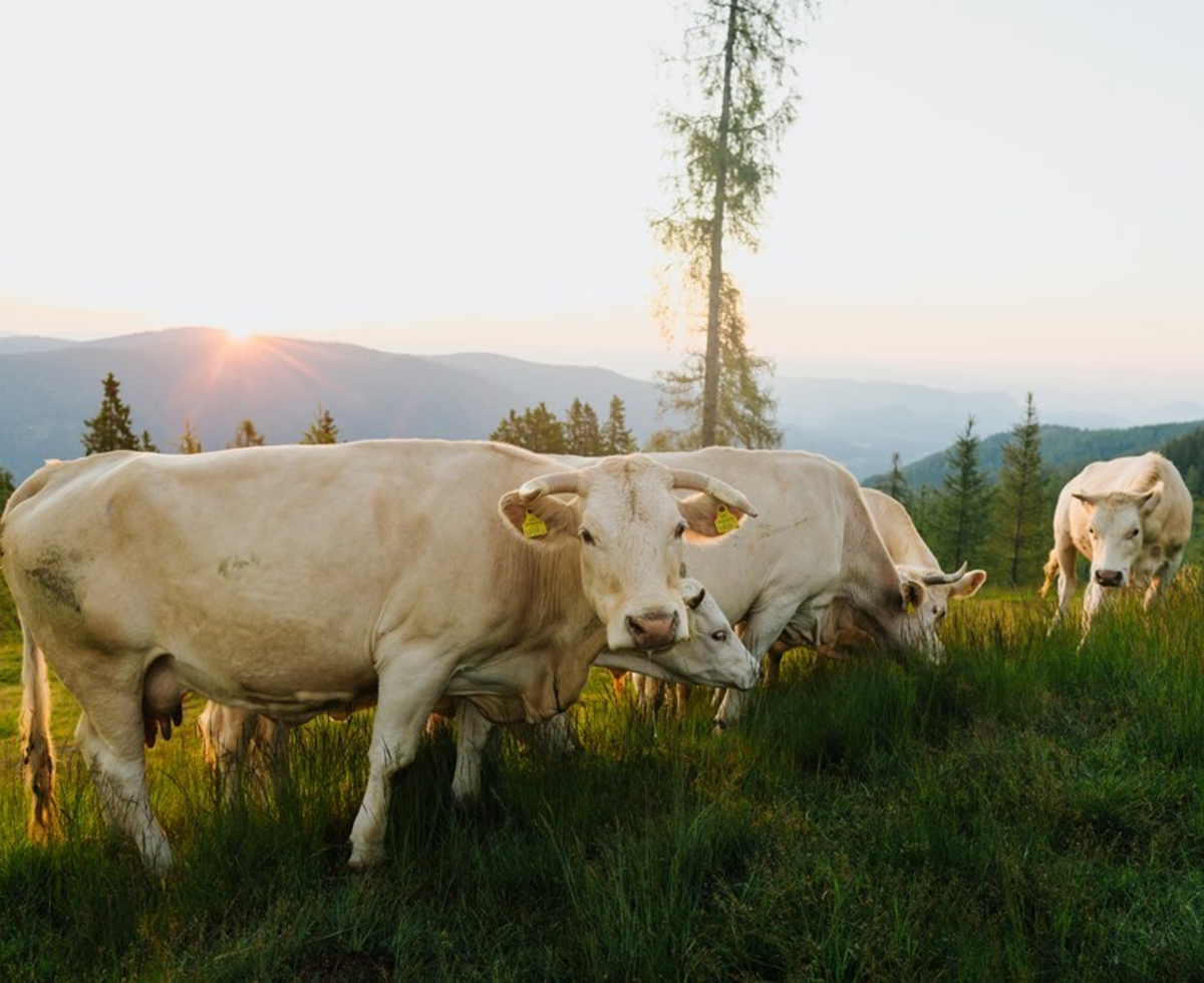 White cows grazing on a grassy hillside with mountain views at sunset, part of the farmhouse's surroundings.