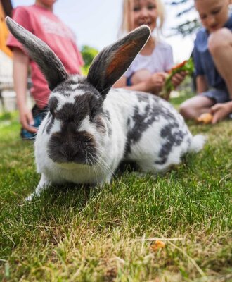A rabbit on the grass, with children in the background feeding animals at the farmhouse.