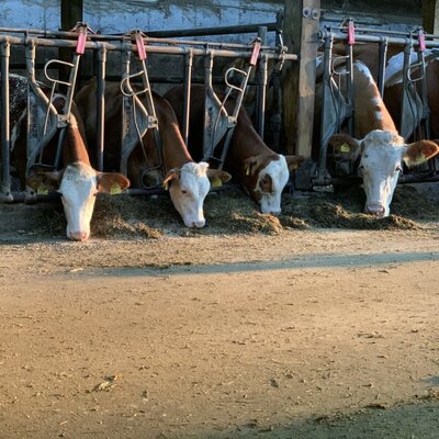 An authentic glimpse of farm life at the apartment, featuring cows feeding peacefully in the sunlit barn.