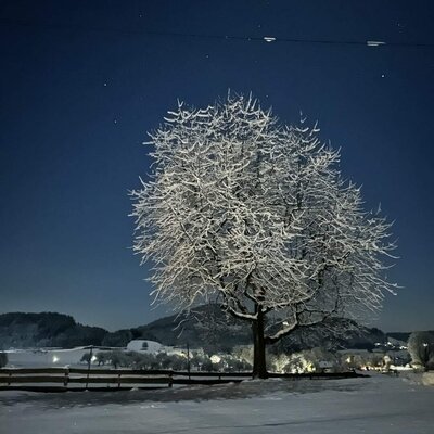 The farmhouse's idyllic, snow-covered winter landscape at night, featuring a magnificent frost-dusted tree under a starry sky.