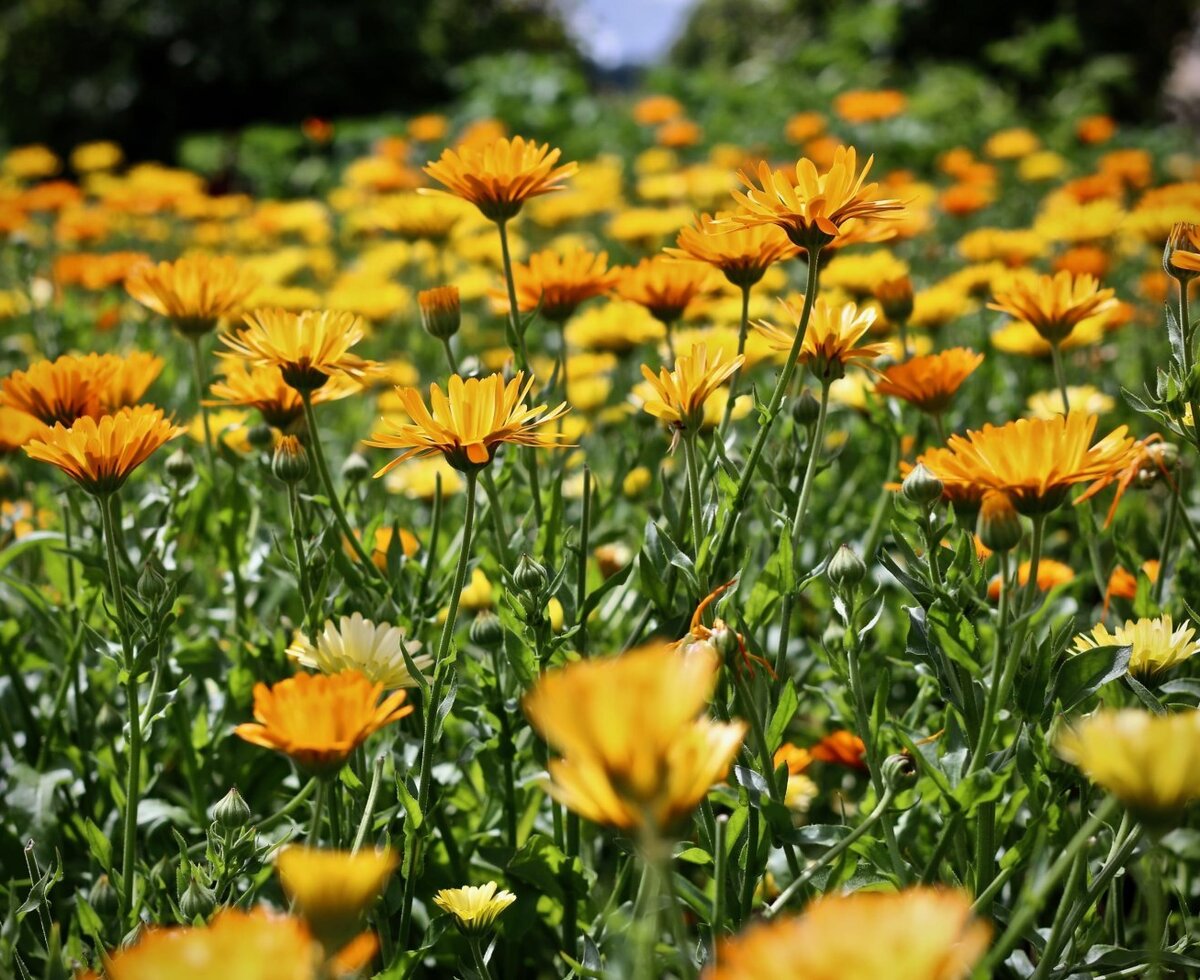 A field of orange and yellow flowers located on the farm house property.