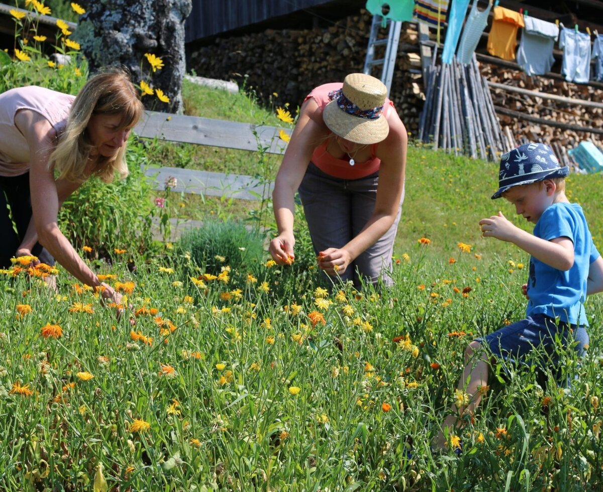 during the herb harvest