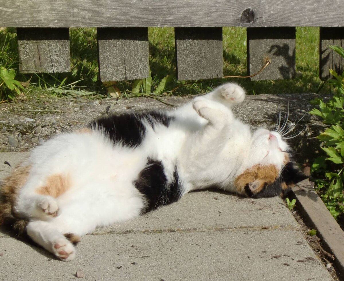 A calico cat sunbathing on a paved surface at the farm house.
