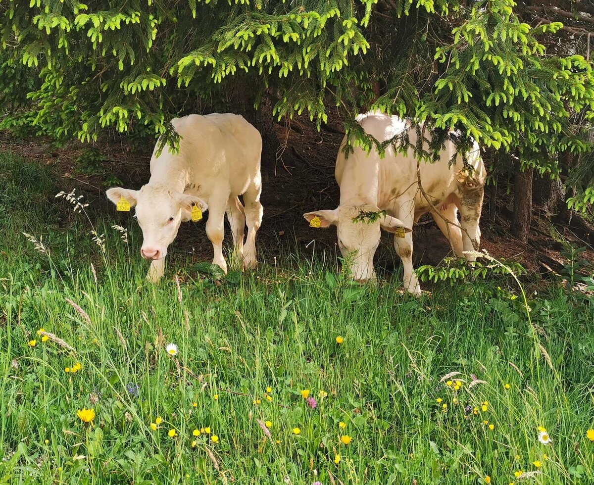 Calves grazing in the wildflower meadow at the Farm House.