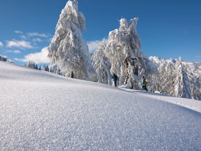 Two people ski touring up a snow-covered mountain slope surrounded by frosted pine trees, representing winter activities available from the Farm House.