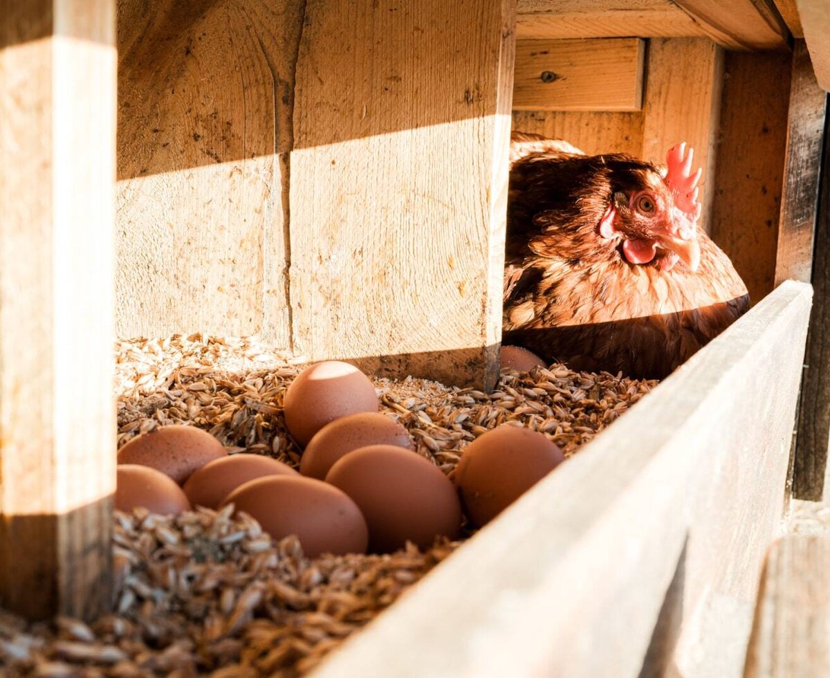 Fresh breakfast eggs