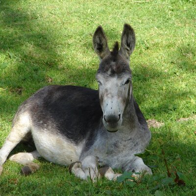 Lota, our donkey