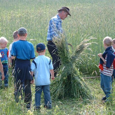 Grain harvest