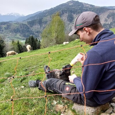Feed lambs in the vacation rental's pasture, with views of the lake and mountains.