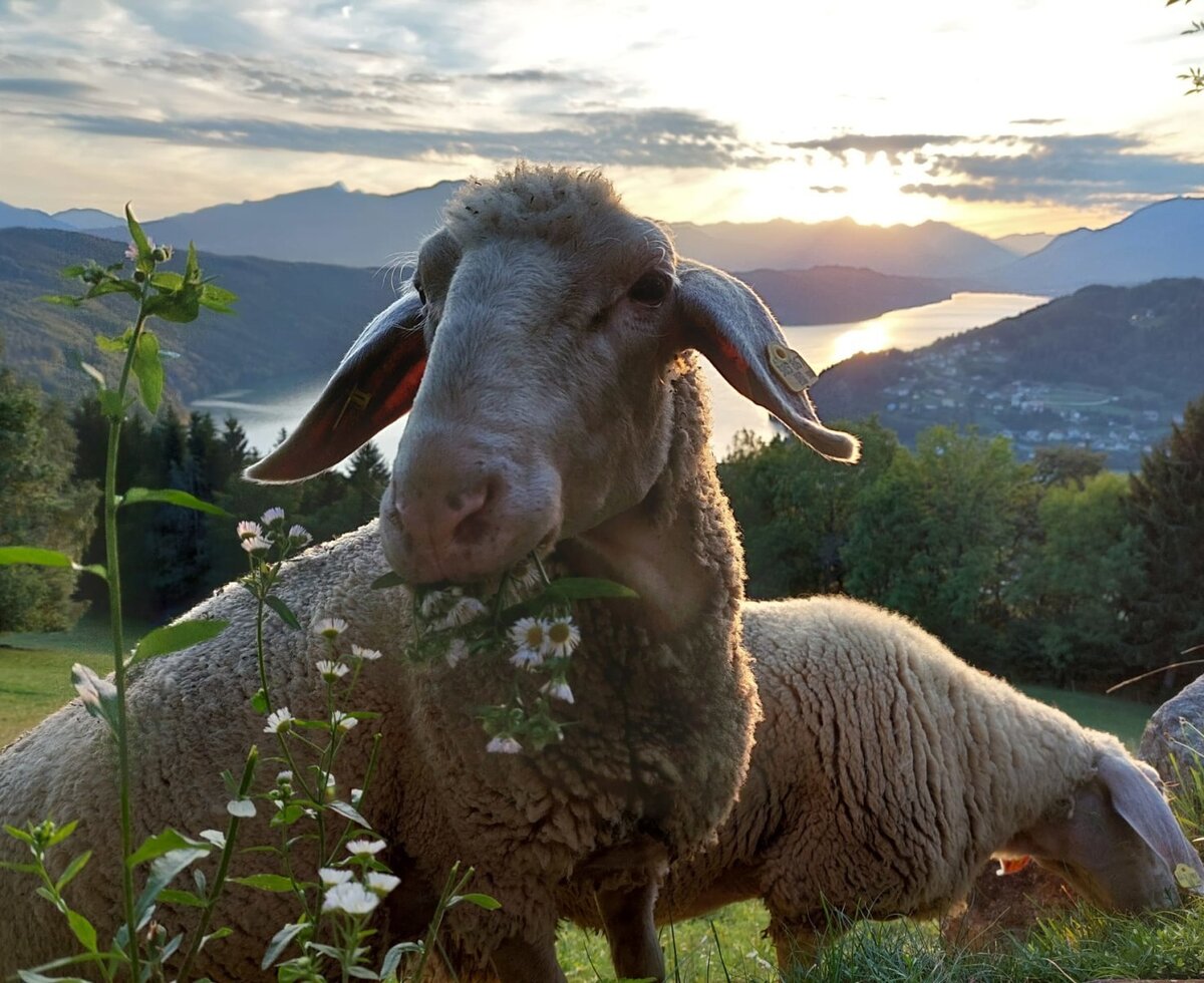 Sheep in a meadow with lake and mountain views at sunset, characteristic of the holiday home's surroundings.