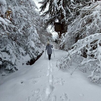 Snow-covered forest path with footprints and a treehouse in the background, accessible from the holiday home.